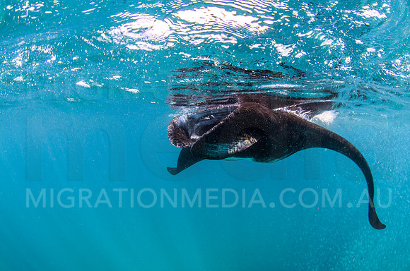 Black Manta Feeding at Surface