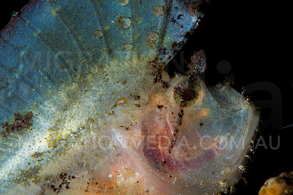 White Leaf Scorpionfish