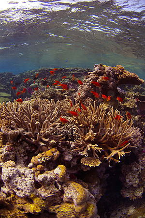 Anthias and Hard Corals