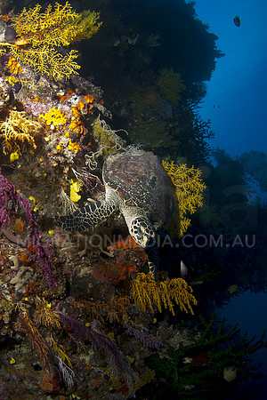 Hawksbill Turtle Hanging Onto Soft Corals