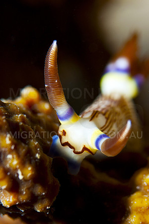 Horn Nembrotha Nudibranch