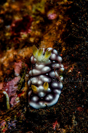 Warty Chromodoris Nudibranch (3)