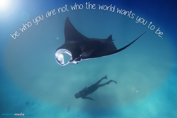 Manta Ray Interaction