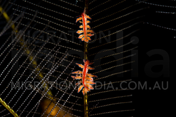 Red-backed Doto Nudibranchs on Hydroid