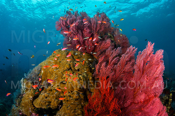 Beautiful Gorgonian Sea Fans and Fish on Porites Coral