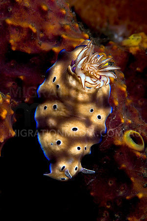 Beautiful Chromodoris Nudibranch