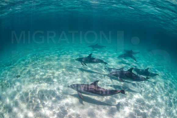 Bottlenose Dolphins Underwater (5)