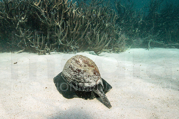Bayla Snail