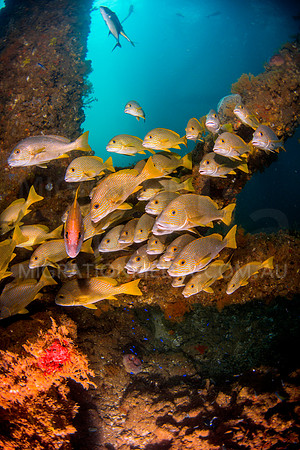 Sweetlips by Jetty