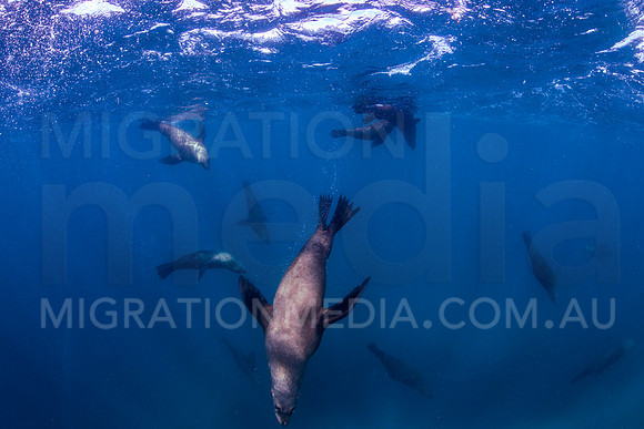 Herd of Fur Seals
