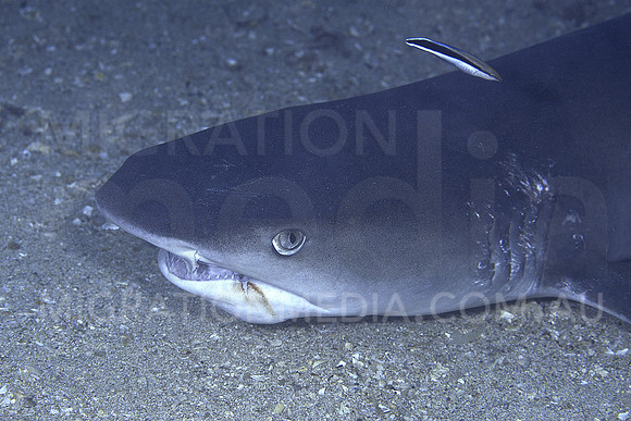 White-Tip Close-Up