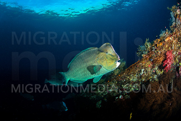 Bumphead Parrotfish on Wreck