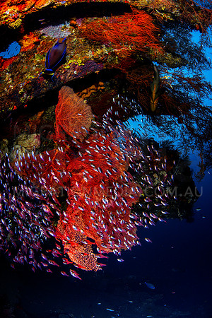 Glassfish Swarming Large Orange Sea Fan