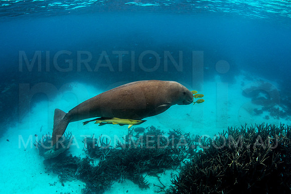 Dugong Underwater