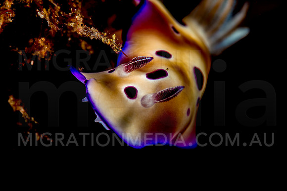 Purple Edge Chromodoris Nudibranch Black Background