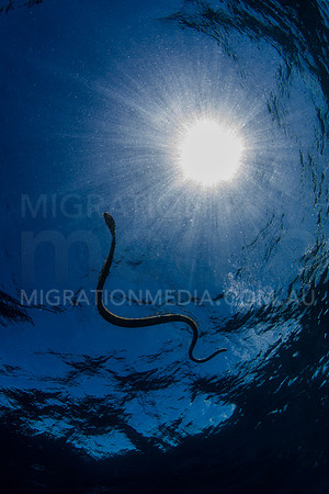 Sea Snake Silhouette