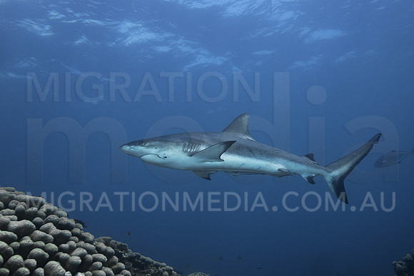 Grey Reef Shark Hook in Mouth