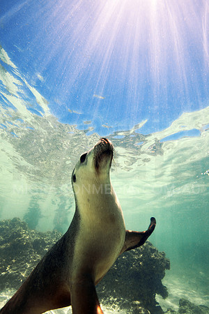 Australian Sea Lion and Sunrays