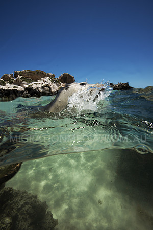 Australian Sea Lion Splashing