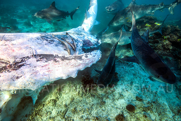 Tiger & Bull Sharks Feeding on Humpback Whale Carcass