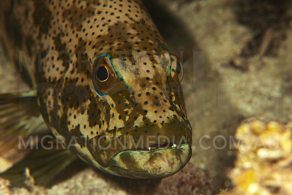 Coral Trout