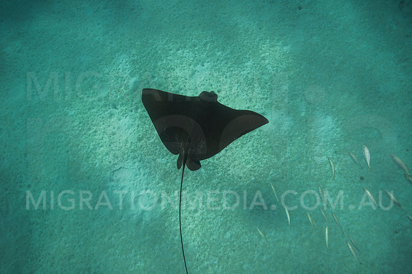Eagle Ray