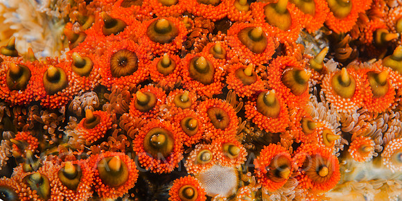 Starfish Wide
