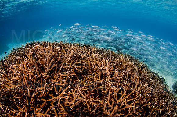 Staghorn Patch with Trevally
