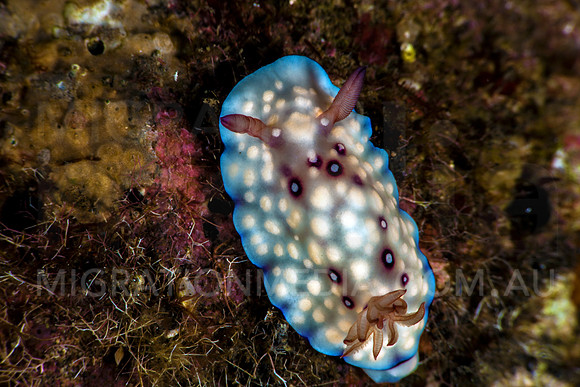 Warty Chromodoris Nudibranch (1)