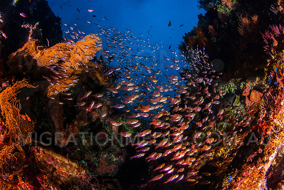 Glassfish on Shipwreck