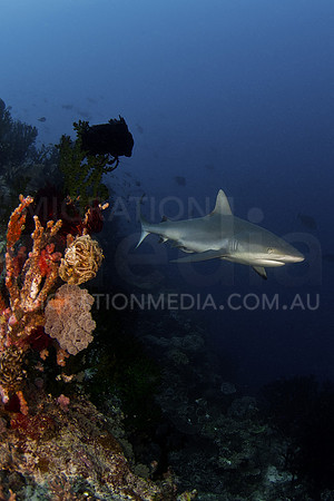 Grey Reef by Green Tree Coral