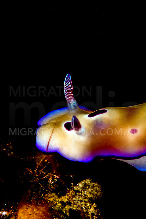 Purple Edged Chromodoris Nudibranch Black Background