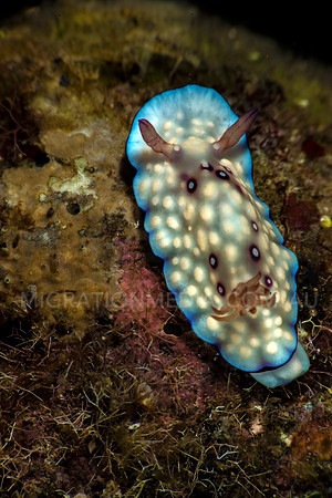 Warty Chromodoris Nudibranch (2)