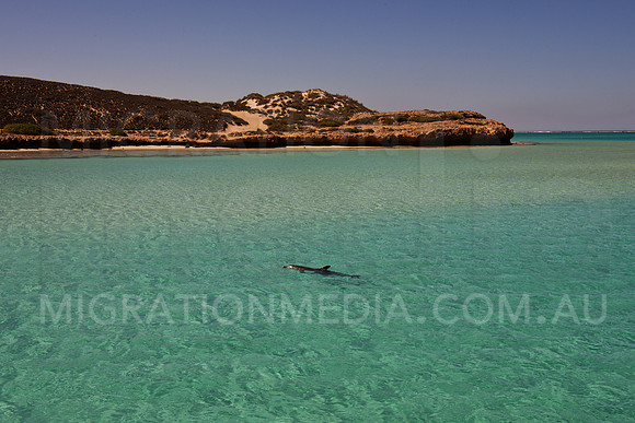 Bottlenose Dolphin Shallow Water