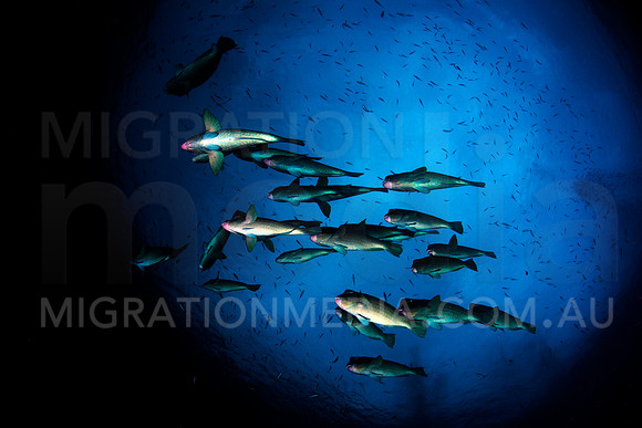Bumphead Parrotfish at Surface