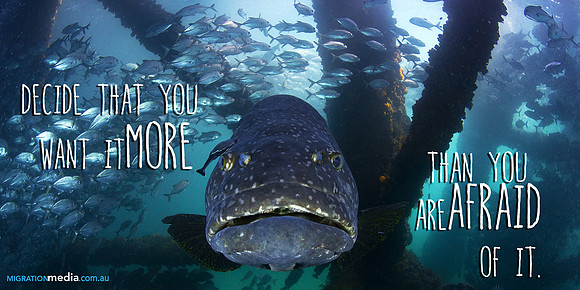 Giant Queensland Grouper