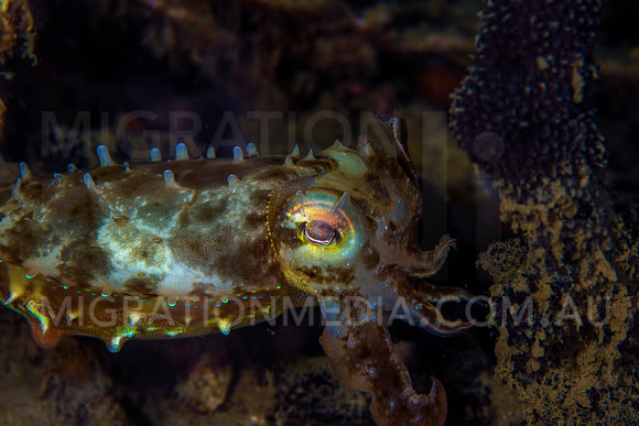Juvenile Cuttlefish