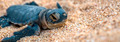 Turtle Hatchling