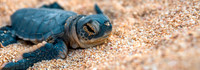 Turtle Hatchling