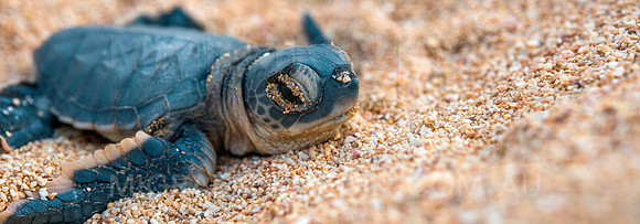 Turtle Hatchling