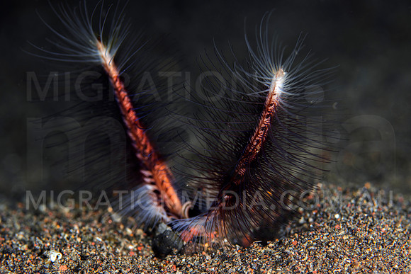 Marine Worms
