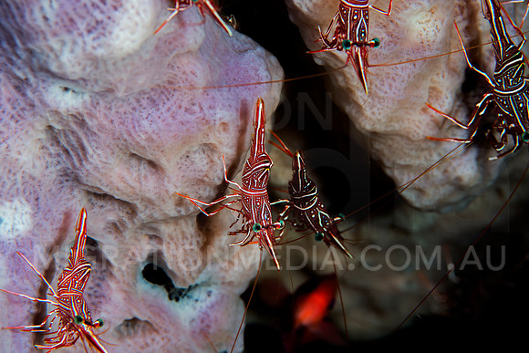 Hinge-Back Shrimps on SPonge