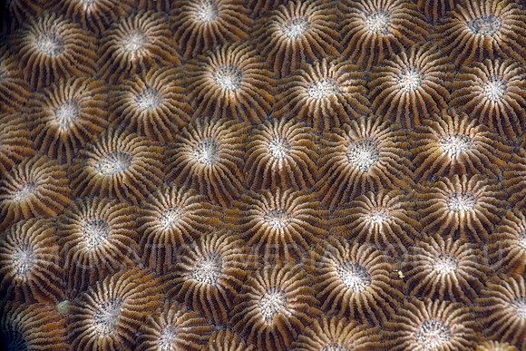 Coral Polyps