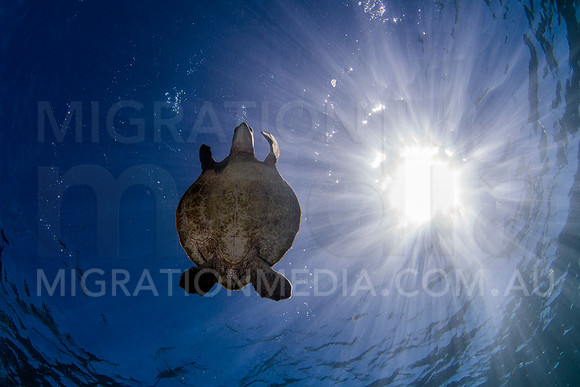 Turtle and Sunball