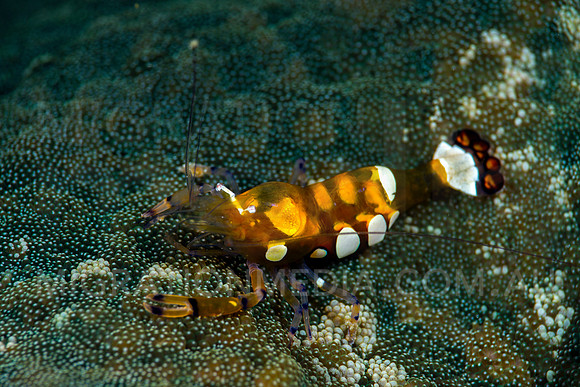 Aneomne Shrimp on Green Aneomne Patch
