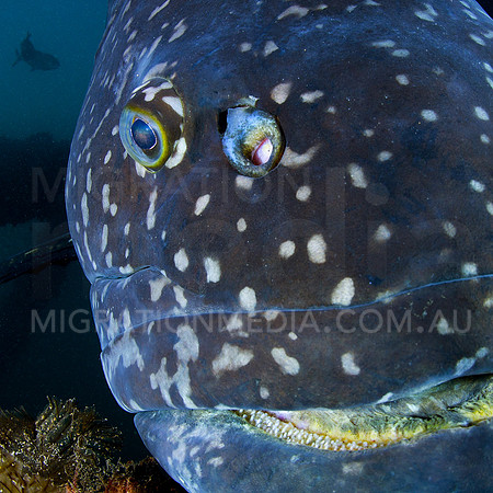 Giant Queensland Grouper Close-Up