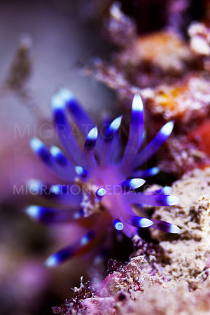 Flabelina