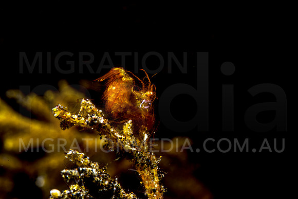 Hairy Shrimp (4)