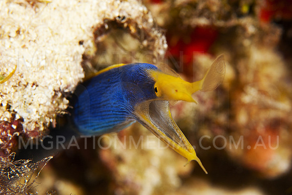 Ribbon Eel Close