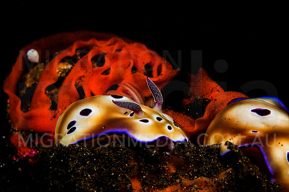 Chromodoris Nudibranchs Laying Eggs (5)
